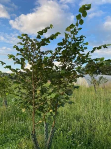 Boom E29 – 2023-07-29