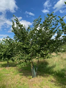 Boom E29 – 2025-07-29