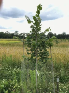 Boom E3 – 2022-07-05