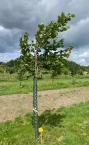 Boom E3 – 2024-07-07