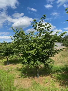 Boom E30 – 2025-07-29