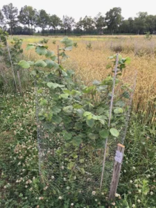 Boom E31 – 2022-07-05