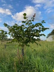 Boom E31 – 2023-07-29