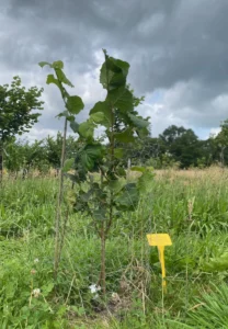 Boom E35 – 2024-07-07