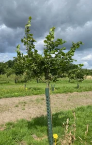 Boom E4 – 2024-07-07