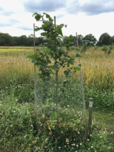 Boom E5 – 2022-07-05