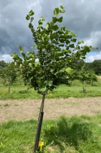 Boom E5 – 2024-07-07