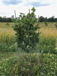 Boom E6 – 2022-07-05