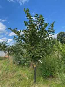 Boom E6 – 2025-07-29
