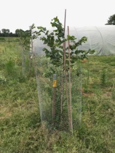 Boom E7 – 2021-06-27