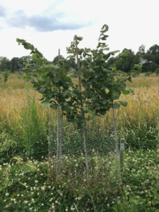 Boom E7 – 2022-07-05
