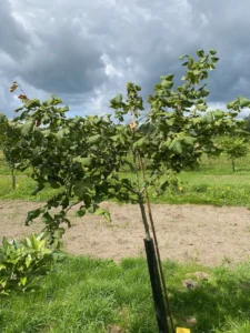 Boom E7 – 2024-07-07