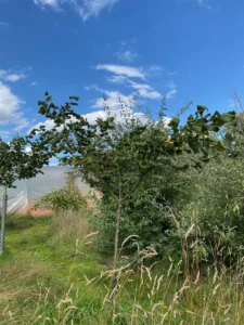 Boom E7 – 2025-07-29