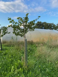 Boom E8 – 2023-07-29