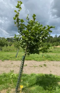 Boom E8 – 2024-07-07