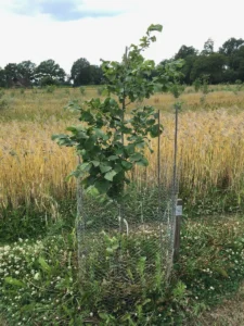 Boom E9 – 2022-07-05