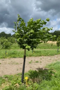 Boom E9 – 2024-07-07