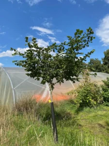 Boom E9 – 2025-07-29