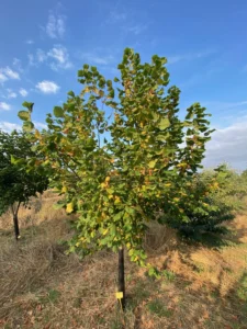 Boom F10 – 2026-08-16