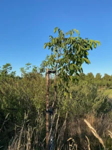 Boom G1 – 2025-08-18