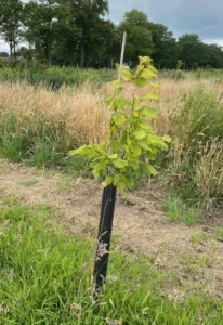 Boom H18 – 2024-07-07