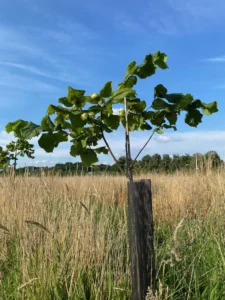 Boom H21 – 2025-07-18