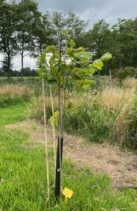 Boom H23 – 2024-07-07