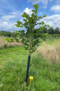 Boom H25 – 2024-07-07