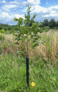 Boom H28 – 2024-07-07