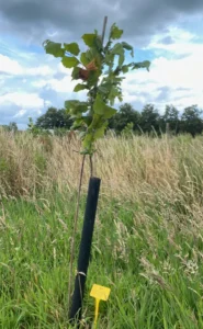 Boom H29 – 2024-07-07