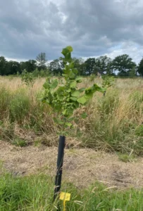 Boom H3 – 2024-07-07