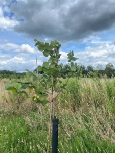 Boom H32 – 2024-07-07