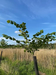 Boom H35 – 2025-07-18
