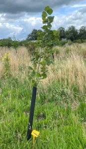 Boom H48 – 2024-07-07