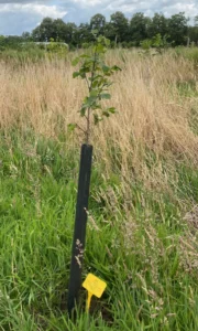 Boom H55 – 2024-07-07