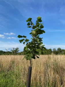 Boom H55 – 2025-07-18