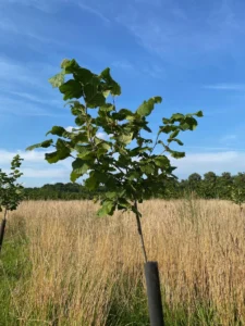 Boom H56 – 2025-07-18
