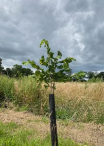 Boom H6 – 2024-07-07