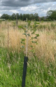 Boom H63 – 2024-07-07