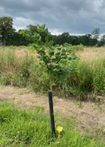 Boom H7 – 2024-07-07