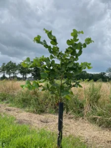 Boom H9 – 2024-07-07