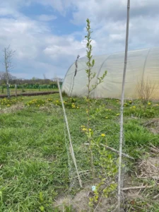 Boom V21 – 2023-04-16