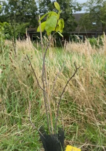 Boom V26 – 2024-07-07