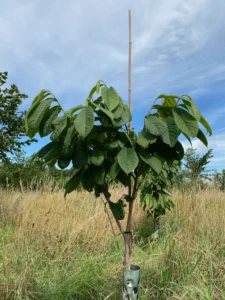 Boom V30 – 2025-07-21