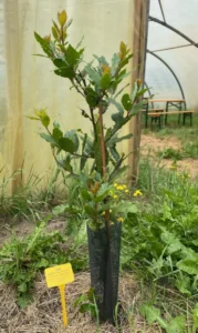 Boom V33 – 2024-07-07