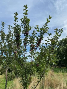 Boom V34 – 2025-07-21