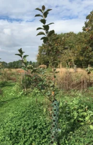 Boom V35 – 2022-09-10
