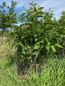 Boom V36 – 2025-07-21