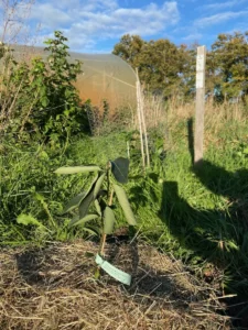 Boom V36b – 2023-10-22