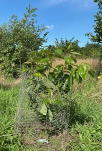 Boom V36b – 2025-07-21